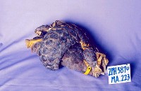 臺灣鯪鯉藏品圖，第2張